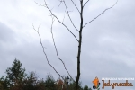 Jedyneczki sadzą drzewa z Uniwersytetem Trzeciego Wieku